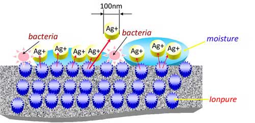 Antimicrobial Mechanism